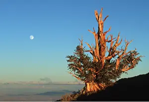 Arty: BRISTLECONE PINE - with full moon