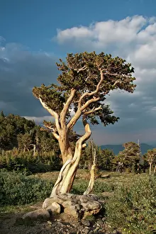 Planet: Bristlecone Pine - one of the oldest living plants