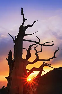 Fallen: Bristlecone pine silhouetted at sunset, White Mountains