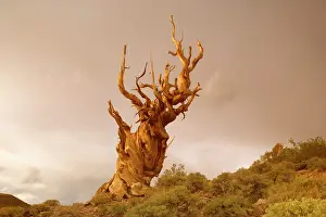 Bristlecone: Bristlecone Pine - solitary standing, very gnarled