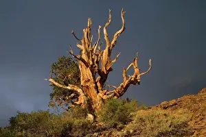 Bristlecone: Bristlecone Pine - solitary standing, very gnarled