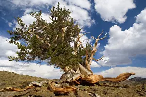 Bristlecone: Bristlecone Pine - solitary standing, very gnarled