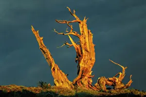 Pinus: Bristlecone pine at sunset, White Mountains, Inyo