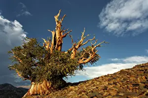 Pinus: Bristlecone pine at sunset, White Mountains, Inyo