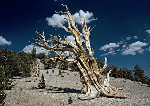 Firs: Bristlecone pine trees - very ancient standing