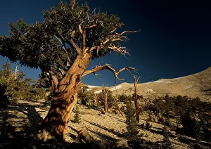 Firs: Bristlecone Pine Trees - at c. 11, 000 ft in the