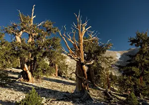 Firs: Bristlecone Pine Trees - at c. 11, 000 ft in the