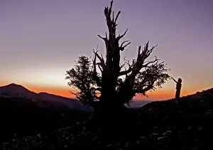 Bristlecone: Bristlecone Pine Trees - at c. 11, 000 ft in the