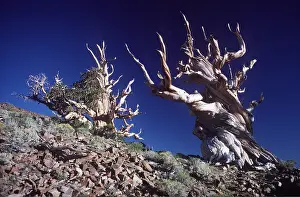 Bonnie Weisser: BRISTLECONE PINES