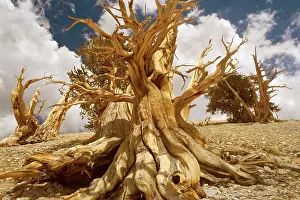 Bristlecone: Bristlecone Pines - very gnarled and windswept