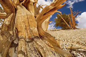 Bristlecone: Bristlecone Pines - very gnarled and windswept