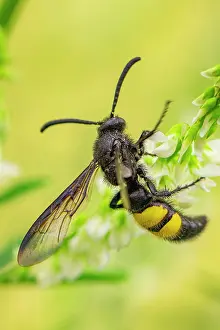 Clover: Bristly dagger wasp (Scolia hirta), on white swe