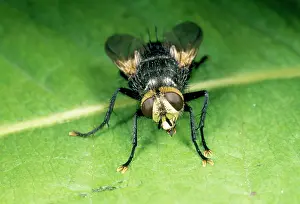 Bristly: Bristly FLY - (Tachinidae)