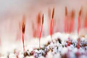Silver: Bristly Haircap