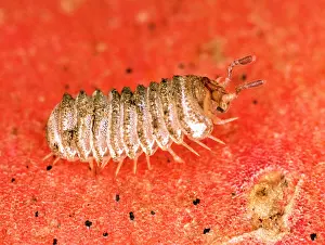 Rarest: BritainIs rarest millipede