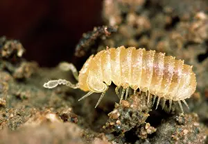 Millipedes: BritainIs smallest millipede - 3 mm in length