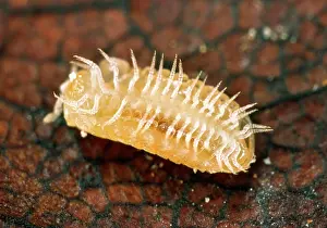 Millipedes: BritainIs smallest millipede (3 mm in length)