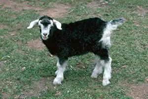 Kids: British Alpine Goat Kid