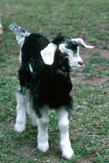 Kids: British Alpine Goat Kid