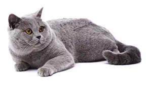 Andy Teare: British Blue cat, lying down