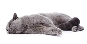 Andy Teare: British Blue cat, lying down