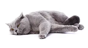Andy Teare: British Blue cat, lying down