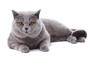Andy Teare: British Blue cat, lying down