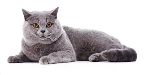 Andy Teare: British Blue cat, lying down