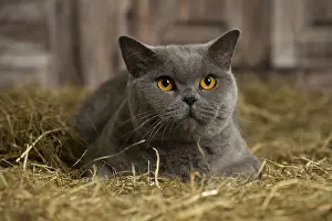 Shirt: British Blue Shirt Hair cat in the straw in a barn