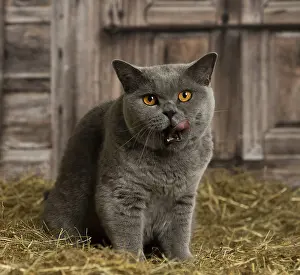 Shirt: British Blue Shirt Hair cat in the straw in a barn