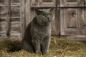 Shirt: British Blue Shirt Hair cat in the straw in a barn