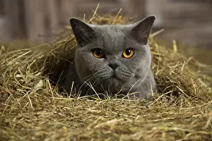 Shirt: British Blue Shirt Hair cat in the straw in a barn