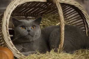 Shirt: British Blue Shirt Hair cat in the straw in a barn