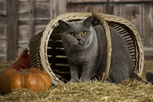 Shirt: British Blue Shirt Hair cat in the straw in a barn