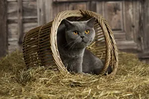 Shirt: British Blue Shirt Hair cat in the straw in a barn