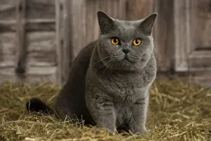 Shirt: British Blue Shirt Hair cat in the straw in a barn