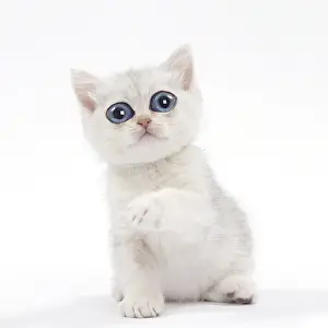 151119: British Cat, kitten with large eyes