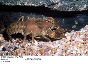 Crayfishes: BRITISH CRAYFISH