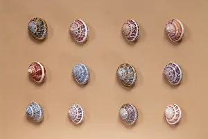Helix: British Garden snail shells - showing pattern variations