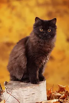Highlander: British Longhair, 6 months, black, Highlander, sits