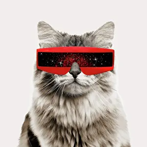 Visors: British longhair black golden shaded Cat, smiling