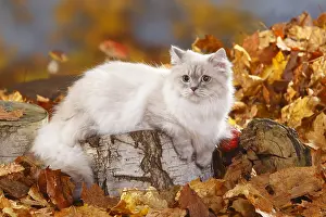 Relaxing: British longhair cat, blue-silver tabby-point, Highlander