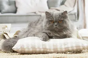 Pillow: British longhair cat indoors