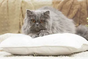 Pillow: British longhair cat indoors