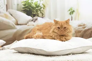 Pillow: British longhair cat indoors