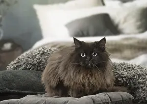 Longhairs: British Longhair cat indoors