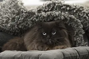 Longhairs: British Longhair cat indoors