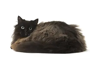 Longhairs: British Longhair cat in the studio