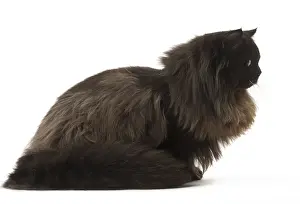Longhairs: British Longhair cat in the studio