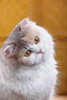 Cream: British longhair or highlander, blue-cream-white
